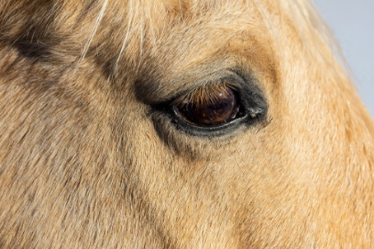 Picture of USA- SHELL- WYOMING. HIDEOUT RANCH CLOSE-UP OF HORSES EYE. 