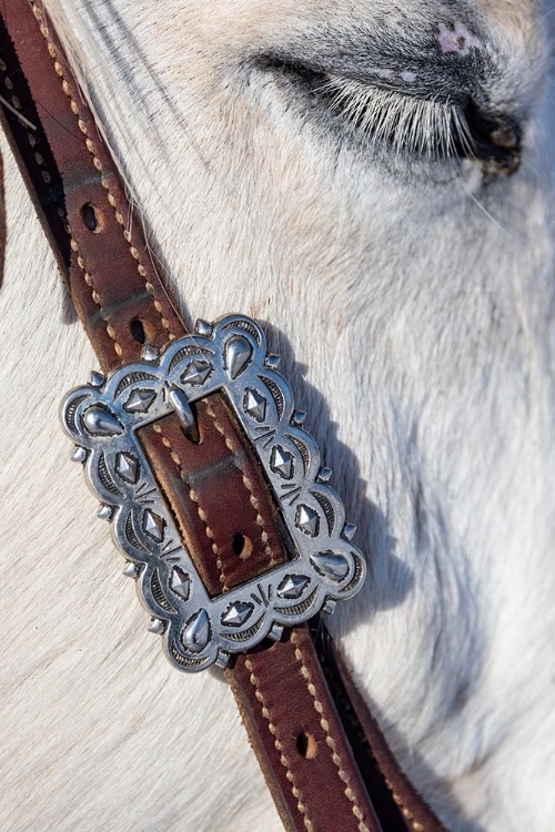 Picture of USA- SHELL- WYOMING. HIDEOUT RANCH TACK ON HORSE. 