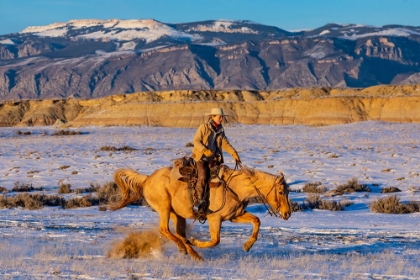 Picture of USA- SHELL- WYOMING. HIDEOUT RANCH COWGIRL RIDING FAST SNOWS. 
