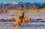 Picture of USA- SHELL- WYOMING. HIDEOUT RANCH COWGIRL RIDING FAST SNOWS. 