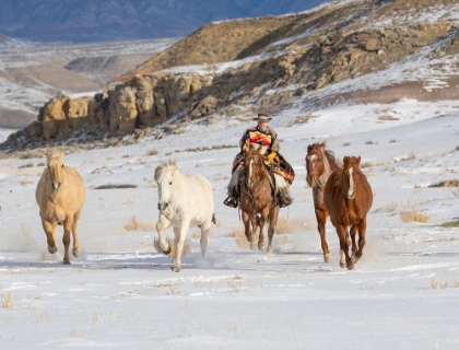 Picture of USA- SHELL- WYOMING. HIDEOUT RANCH COWBOY RIDING AND HERDING HORSES IN SNOW. 