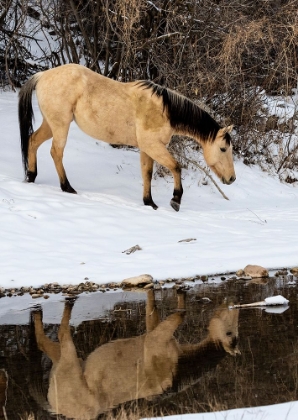 Picture of USA- SHELL- WYOMING. HIDEOUT RANCH LONE HORSE IN REFLECTION SHELL CREEK. 