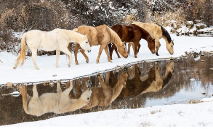 Picture of USA- SHELL- WYOMING. HIDEOUT RANCH HORSES IN REFLECTION SHELL CREEK. 