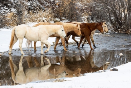 Picture of USA- SHELL- WYOMING. HIDEOUT RANCH HORSES IN REFLECTION SHELL CREEK. 