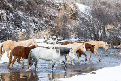 Picture of USA- SHELL- WYOMING. HIDEOUT RANCH HORSES IN REFLECTION SHELL CREEK. 