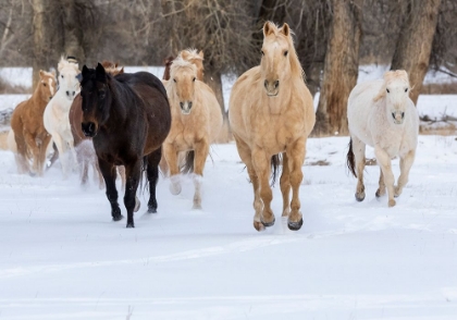 Picture of USA- SHELL- WYOMING. HIDEOUT RANCH WITH SMALL HERD OF HORSES IN SNOW. 