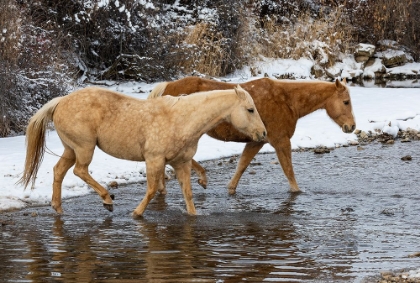 Picture of USA- SHELL- WYOMING. HIDEOUT RANCH PAIR OF HORSES IN SNOW. 