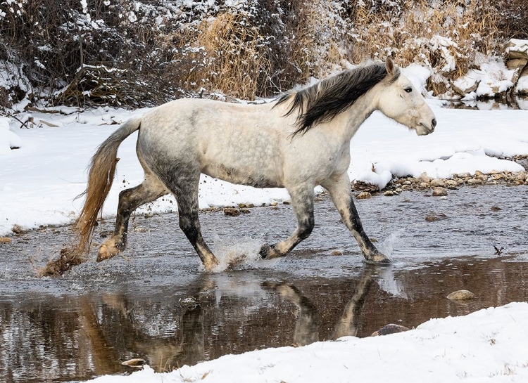 Picture of USA- SHELL- WYOMING. HIDEOUT RANCH LONE HORSE IN SNOW. 