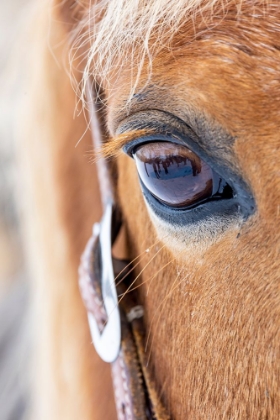 Picture of USA- SHELL- WYOMING. HIDEOUT RANCH CLOSE-UP OF HORSES EYE. 