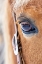 Picture of USA- SHELL- WYOMING. HIDEOUT RANCH CLOSE-UP OF HORSES EYE. 