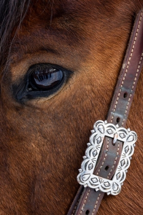 Picture of USA- SHELL- WYOMING. HIDEOUT RANCH CLOSE-UP OF HORSES EYE. 