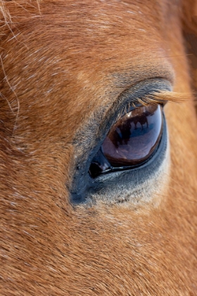 Picture of USA- SHELL- WYOMING. HIDEOUT RANCH CLOSE-UP OF HORSES EYE. 