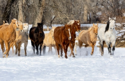 Picture of USA- SHELL- WYOMING. HIDEOUT RANCH WITH SMALL HERD OF HORSES IN SNOW. 