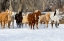 Picture of USA- SHELL- WYOMING. HIDEOUT RANCH WITH SMALL HERD OF HORSES IN SNOW. 