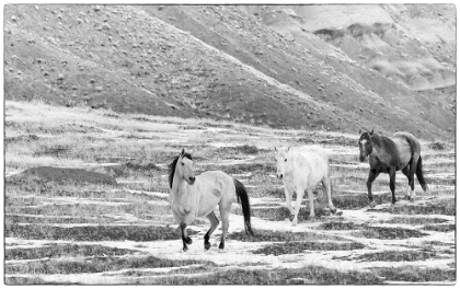 Picture of USA- SHELL- WYOMING. HIDEOUT RANCH WITH SMALL HERD OF HORSES IN SNOW. 