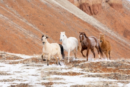 Picture of USA- SHELL- WYOMING. HIDEOUT RANCH WITH SMALL HERD OF HORSES IN SNOW. 