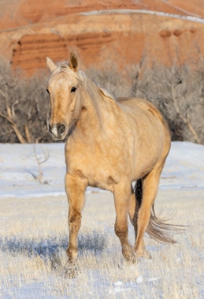 Picture of USA- SHELL- WYOMING. HIDEOUT RANCH LONE HORSE IN SNOW. 