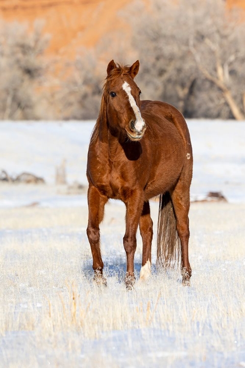 Picture of USA- SHELL- WYOMING. HIDEOUT RANCH LONE HORSE IN SNOW. 