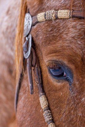 Picture of USA- WYOMING. HIDEOUT HORSE RANCH- HORSE DETAIL. 