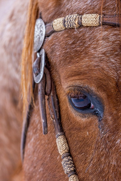 Picture of USA- WYOMING. HIDEOUT HORSE RANCH- HORSE DETAIL. 