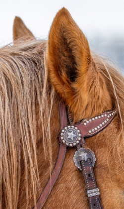 Picture of USA- WYOMING. HIDEOUT HORSE RANCH- HORSE DETAIL. 