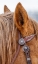 Picture of USA- WYOMING. HIDEOUT HORSE RANCH- HORSE DETAIL. 