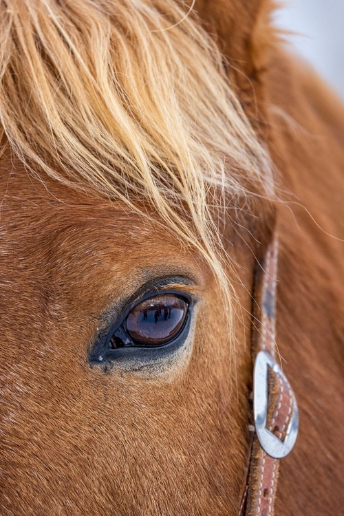 Picture of USA- WYOMING. HIDEOUT HORSE RANCH- HORSE DETAIL. 