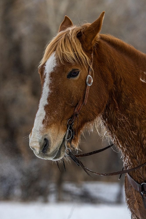 Picture of USA- WYOMING. HIDEOUT HORSE RANCH- HORSE DETAIL. 