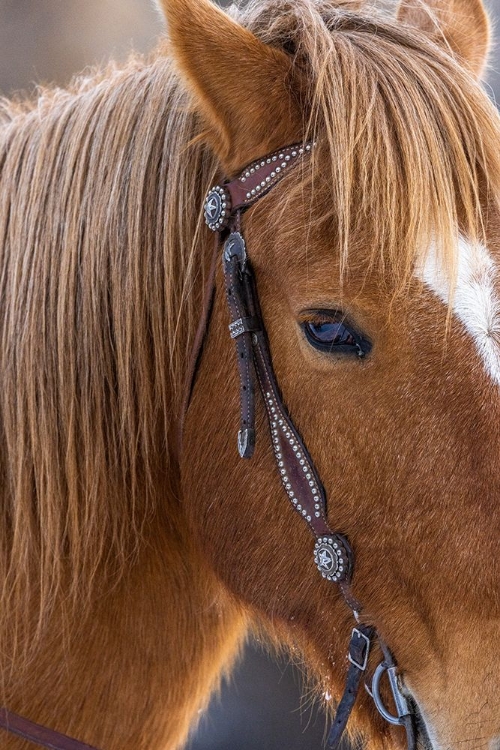 Picture of USA- WYOMING. HIDEOUT HORSE RANCH- HORSE DETAIL. 