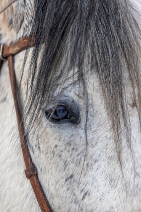 Picture of USA- WYOMING. HIDEOUT HORSE RANCH- HORSE DETAIL. 