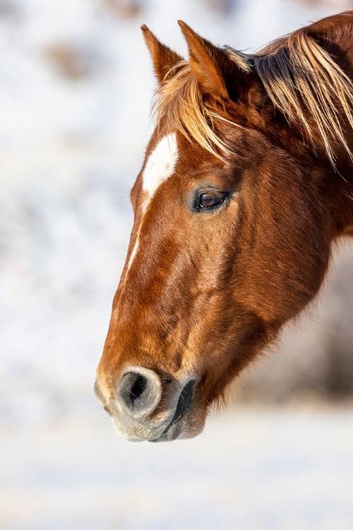 Picture of USA- WYOMING. HIDEOUT HORSE RANCH- HORSE DETAIL. 