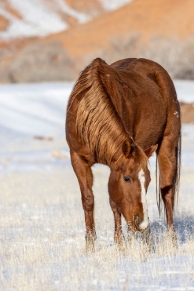 Picture of USA- WYOMING. HIDEOUT HORSE RANCH- HORSE GRAZING IN SNOW. 