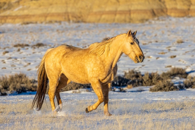 Picture of USA- WYOMING. HIDEOUT HORSE RANCH- HORSE IN SNOW. 