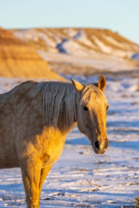 Picture of USA- WYOMING. HIDEOUT HORSE RANCH- HORSE IN SNOW. 