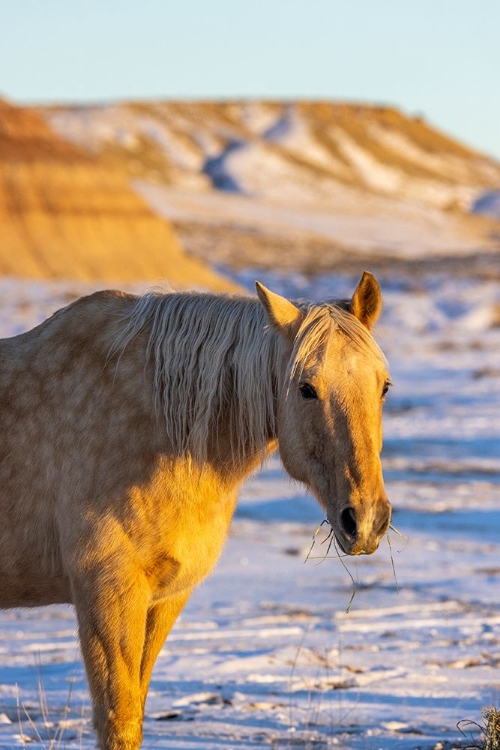 Picture of USA- WYOMING. HIDEOUT HORSE RANCH- HORSE IN SNOW. 