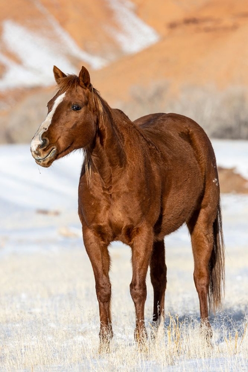 Picture of USA- WYOMING. HIDEOUT HORSE RANCH- HORSE IN SNOW. 