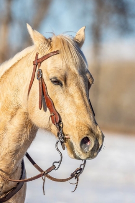 Picture of USA- WYOMING. HIDEOUT HORSE RANCH- HORSE PORTRAIT. 