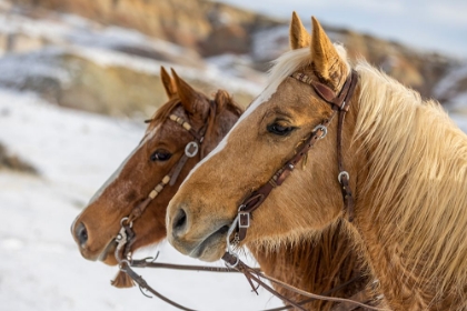 Picture of USA- WYOMING. HIDEOUT HORSE RANCH- HORSES AT REST IN THE SNOW. 