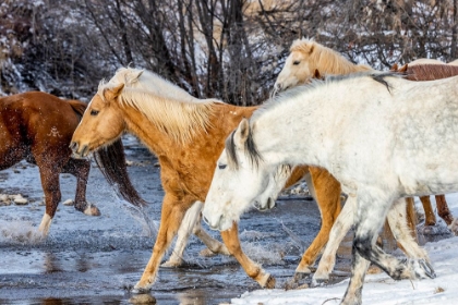 Picture of USA- WYOMING. HIDEOUT HORSE RANCH- HORSES CROSSING THE STREAM. 