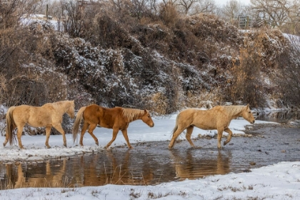Picture of USA- WYOMING. HIDEOUT HORSE RANCH- HORSES CROSSING THE STREAM. 