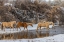 Picture of USA- WYOMING. HIDEOUT HORSE RANCH- HORSES CROSSING THE STREAM. 