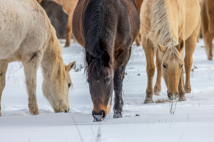 Picture of USA- WYOMING. HIDEOUT HORSE RANCH- HORSES GRAZING IN THE SNOW. 
