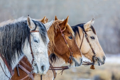 Picture of USA- WYOMING. HIDEOUT HORSE RANCH- HORSES IN A ROW. 