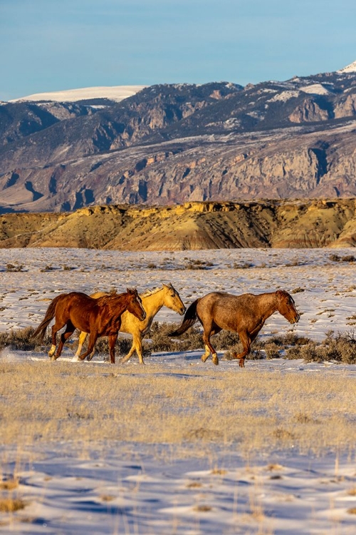 Picture of USA- WYOMING. HIDEOUT HORSE RANCH- HORSES IN SNOW. 