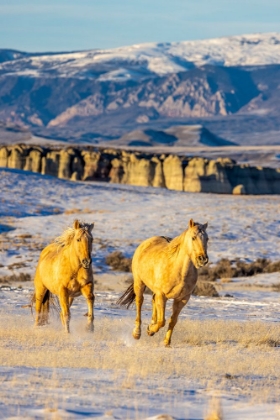 Picture of USA- WYOMING. HIDEOUT HORSE RANCH- HORSES IN SNOW. 