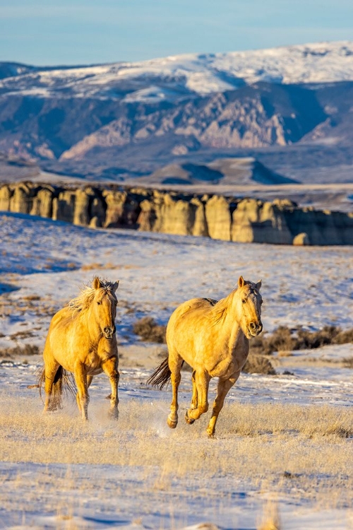 Picture of USA- WYOMING. HIDEOUT HORSE RANCH- HORSES IN SNOW. 