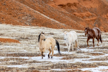Picture of USA- WYOMING. HIDEOUT HORSE RANCH- HORSES IN SNOW. 