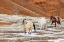 Picture of USA- WYOMING. HIDEOUT HORSE RANCH- HORSES IN SNOW. 