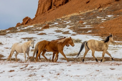 Picture of USA- WYOMING. HIDEOUT HORSE RANCH- HORSES IN SNOW. 