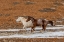 Picture of USA- WYOMING. HIDEOUT HORSE RANCH- HORSES IN SNOW. 